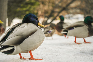 The ducks in front of Sapporo City Hall are the highlight of tourists visiting Hokkaido.