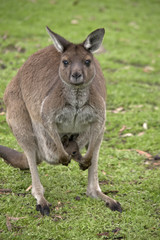 Kangaroo-Island kangaroo with joey