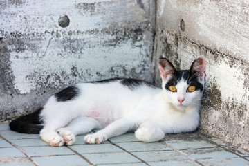 猫