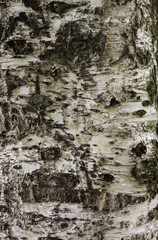 natural wood texture-birch
