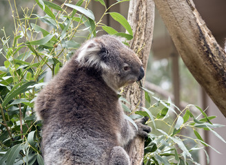 Australian koala