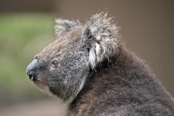 Papier Peint photo autocollant Koala Australian koala
