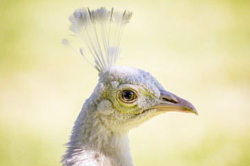 close up portrait of an albino peacock
