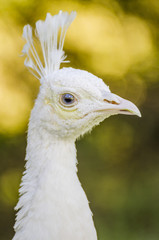 close up portrait of an albino peacock