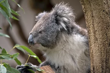 Crédence de cuisine en verre imprimé Koala Australian koala