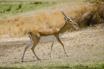 impala antelope in the savannah