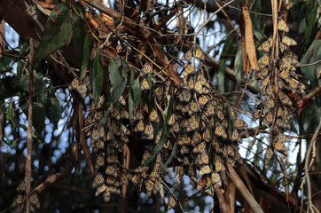 Clusters of Monarch butterflies during migration in Northern California.