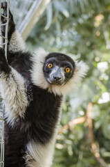 close up portrait of a lemur