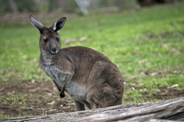 western grey kangaroo