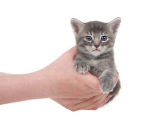 Young female hands holding an adorable small grey and cream tabby kitten with blue green eyes isolated on white background.