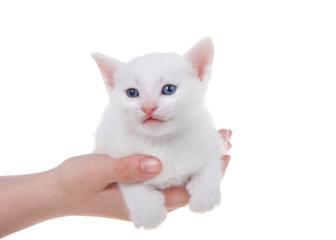 Obraz premium Young female hands holding an adorable small white kitten with blue eyes isolated on white background.