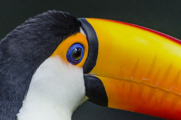 close up of a toucan eye