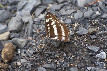Butterfly in butterfly valley, Cat Ba, Vietnam