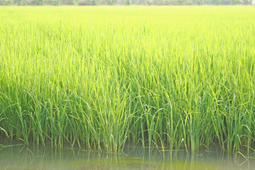 Young green rice field in water background