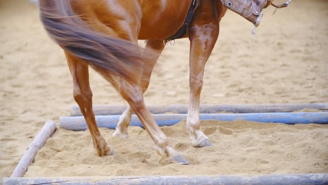 Horse legs turn inside the cavaletti square long shot slow 4K. Long shot of horse bottom part while doing a pattern inside a small square space. Western riding competition.