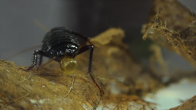 The oriental cockroach (Blatta orientalis) birth egg cases (ootheca) isolated on a white background with light effects