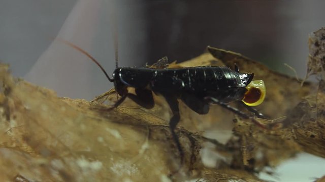 The oriental cockroach (Blatta orientalis) birth egg cases (ootheca) isolated on a white background with light effects