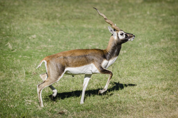 impala antelope in the savannah