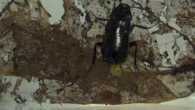 The oriental cockroach (Blatta orientalis) birth egg cases (ootheca) isolated on a white background with light effects