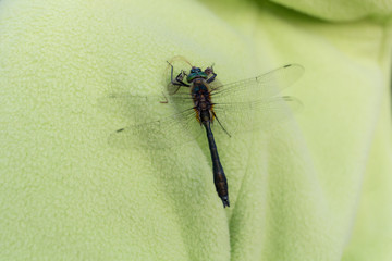 dragonfly sitting on green clothes