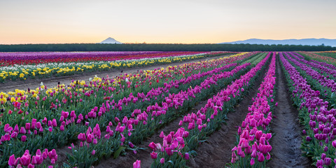 Sunrise Tulip Field