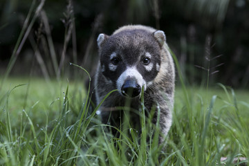 Coati in the Rain Forest