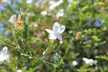 jasmin flower