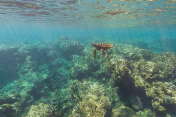 Sea Turtle swimming over the reef