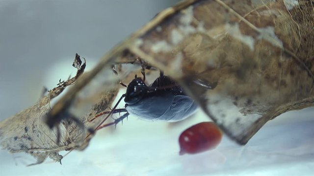 The oriental cockroach (Blatta orientalis) birth egg cases (ootheca) isolated on a white background with light effects