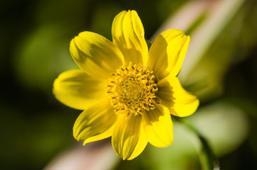 Close up of a yellow flower