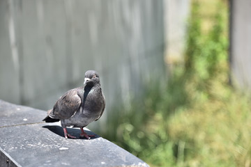 The dove pigeon