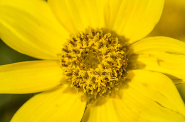 Close up of a yellow flower