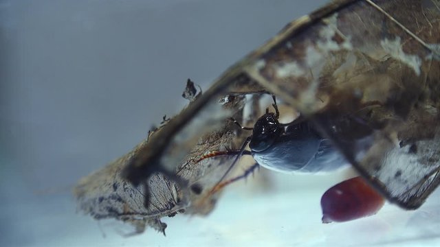 The oriental cockroach (Blatta orientalis) birth egg cases (ootheca) isolated on a white background with light effects