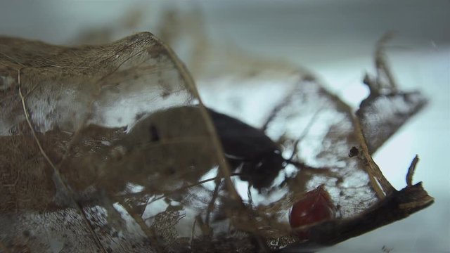 The oriental cockroach (Blatta orientalis) birth egg cases (ootheca) isolated on a white background with light effects