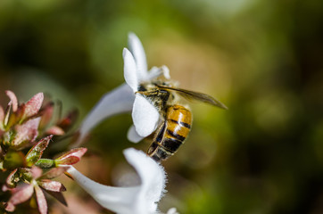 close up of a bee on a flower