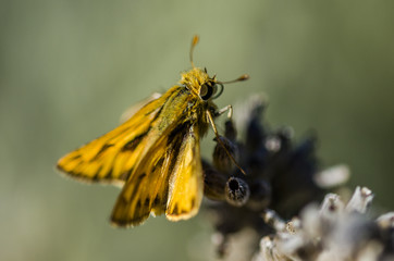close up of a butterfly on a flower