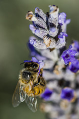 close up of a bee on a flower