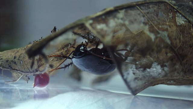 The oriental cockroach (Blatta orientalis) birth egg cases (ootheca) isolated on a white background with light effects