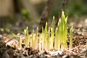 Hosta sprouts in spring
