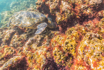 Sea Turtle swimming over the Reef