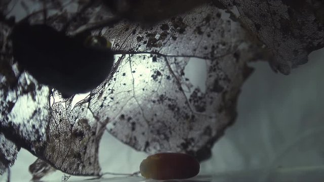 The oriental cockroach (Blatta orientalis) birth egg cases (ootheca) isolated on a white background with light effects