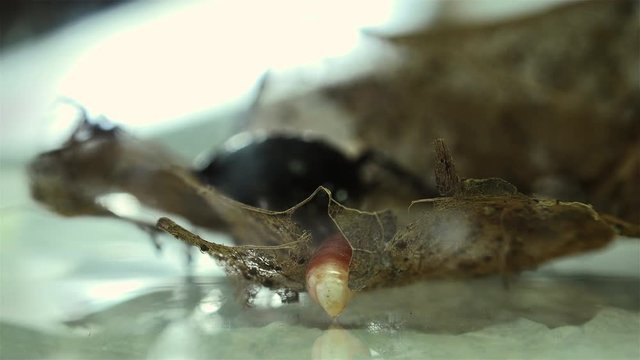The oriental cockroach (Blatta orientalis) birth egg cases (ootheca) isolated on a white background with light effects