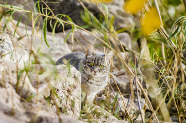 grey cat hiding in the rocks and plants
