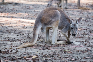 Kangaroo in Open Zoo, Thailand