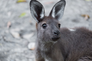Fototapeta premium Kangaroo in Open Zoo, Thailand