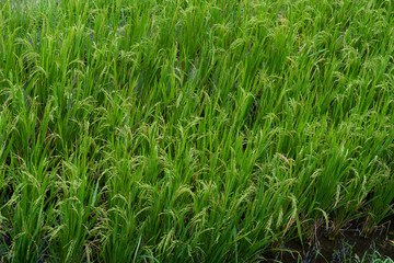 Rice is growing in the field.