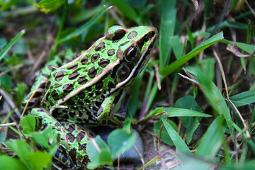 Small Frog