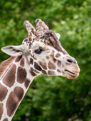A close portrait of giraffe