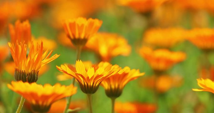 Orange Flowers Of Calendula Officinalis. Medicinal Plant