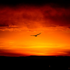 Fototapeta na wymiar bird silhouette in the sunset